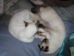 more kittens